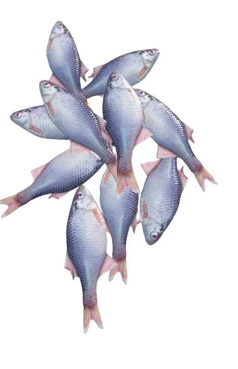 Bitterlings