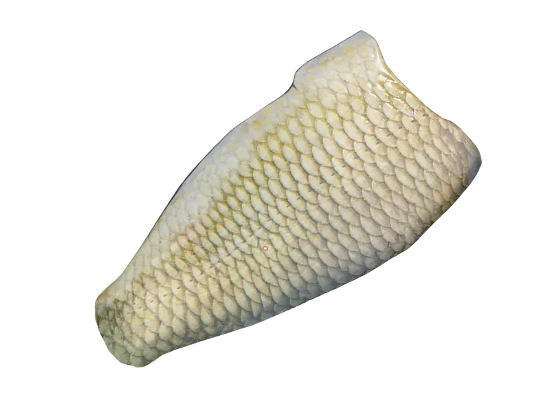 Carp Fillet Meat