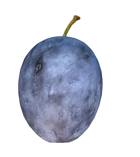 Plum