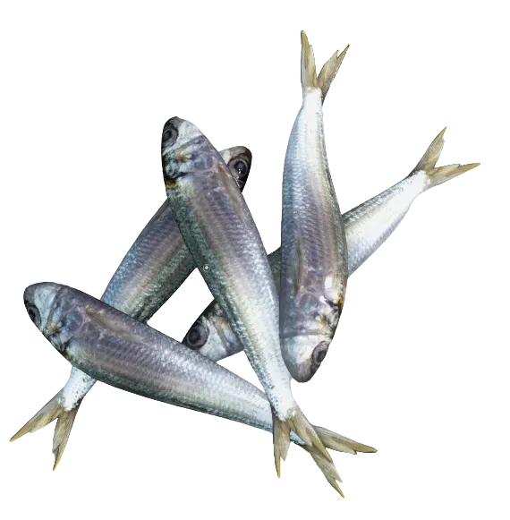 Sardines
